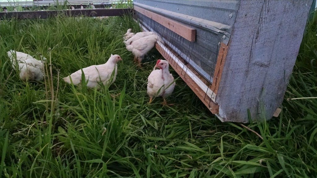 Broilers at Feeder