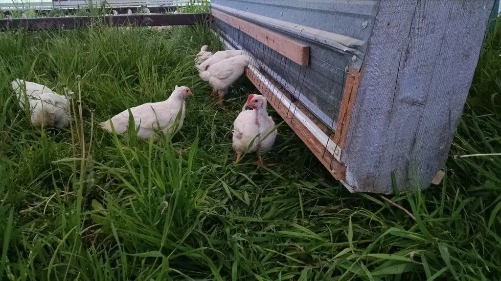 Broilers at Feeder