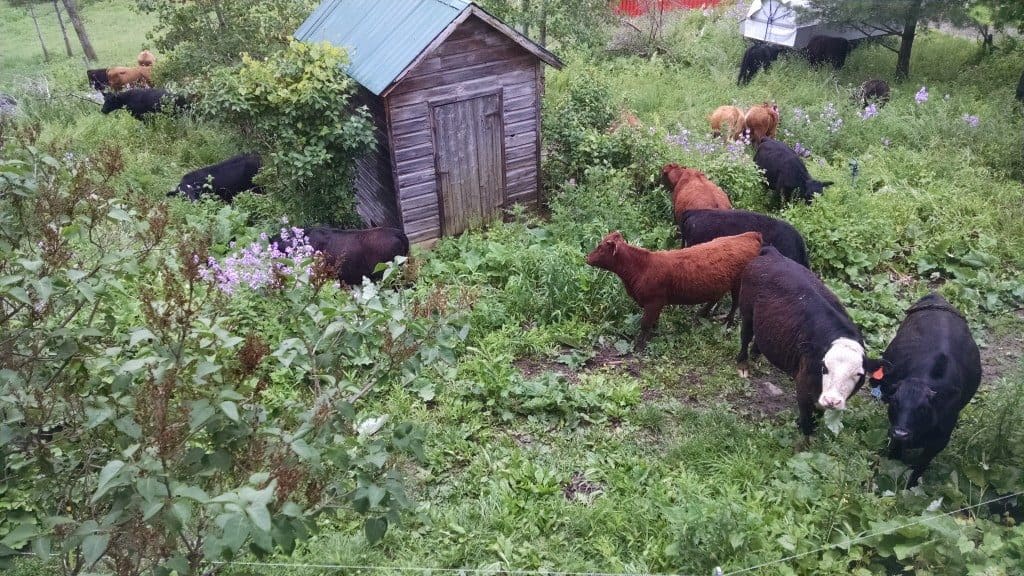 Cows in the Yard 2