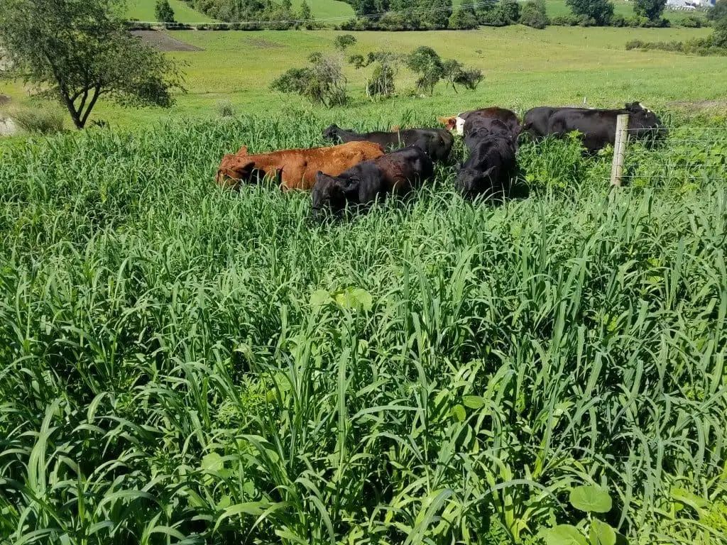 Cattle Entering Pig Yard