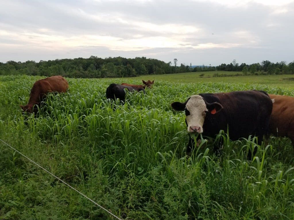 Grazing Sorghum