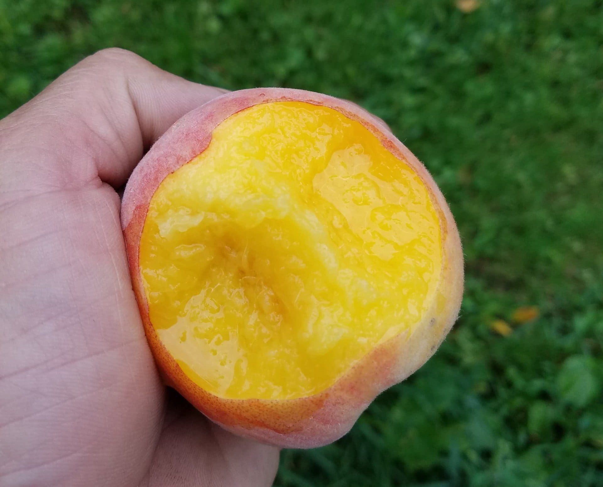 Shall I Eat a Peach