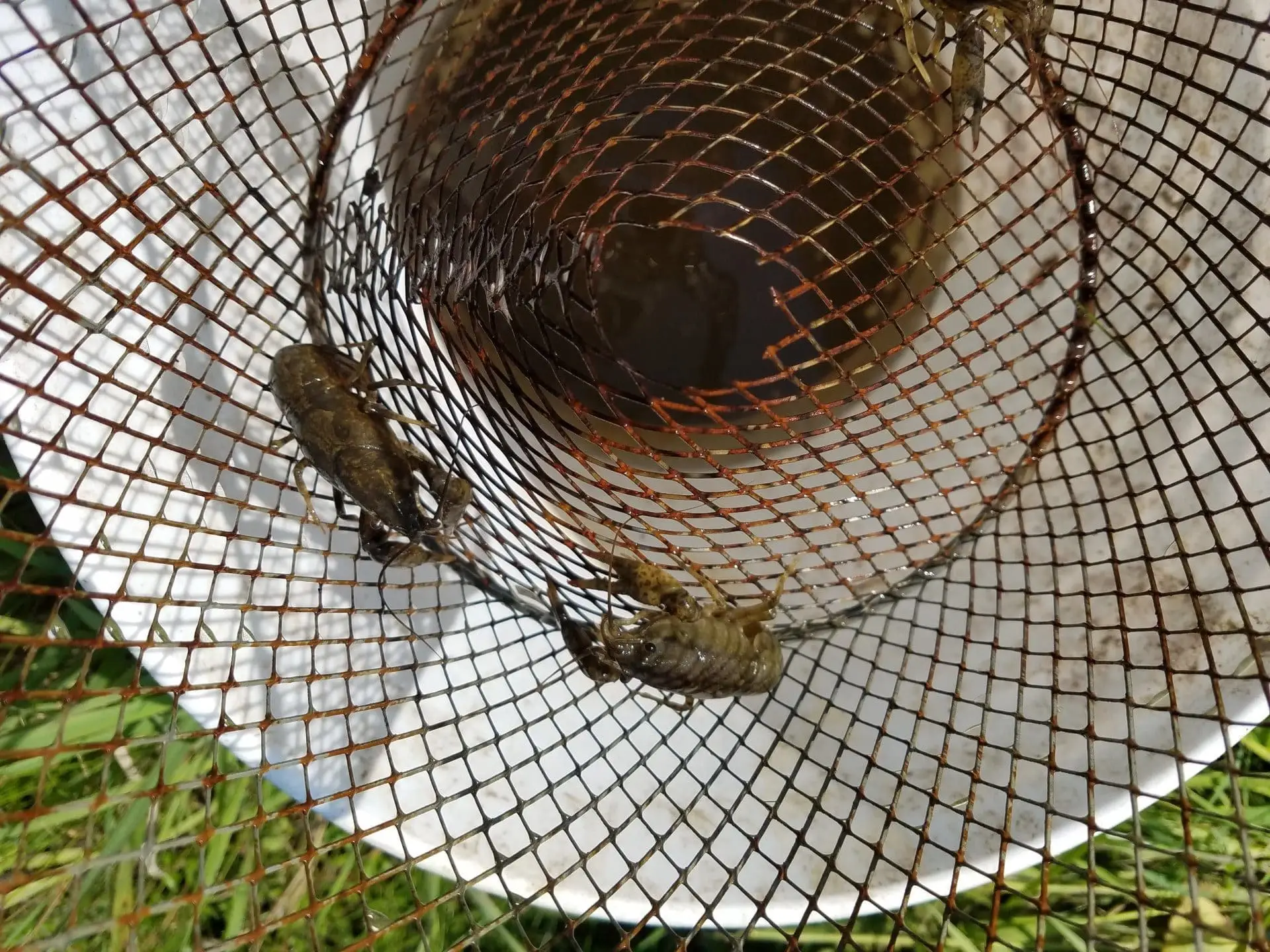 Crayfish in trap