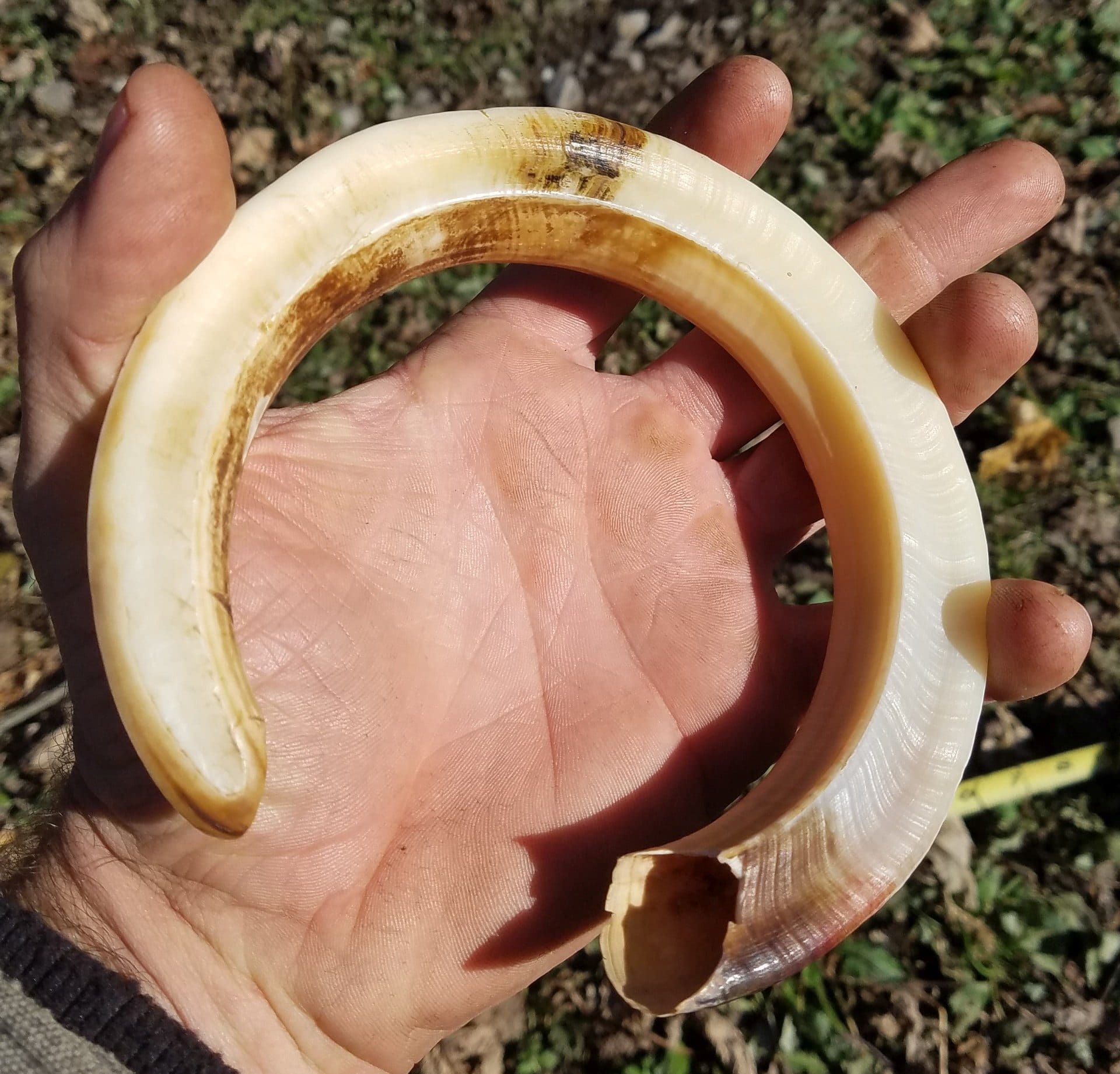 Wild Boar Tusks