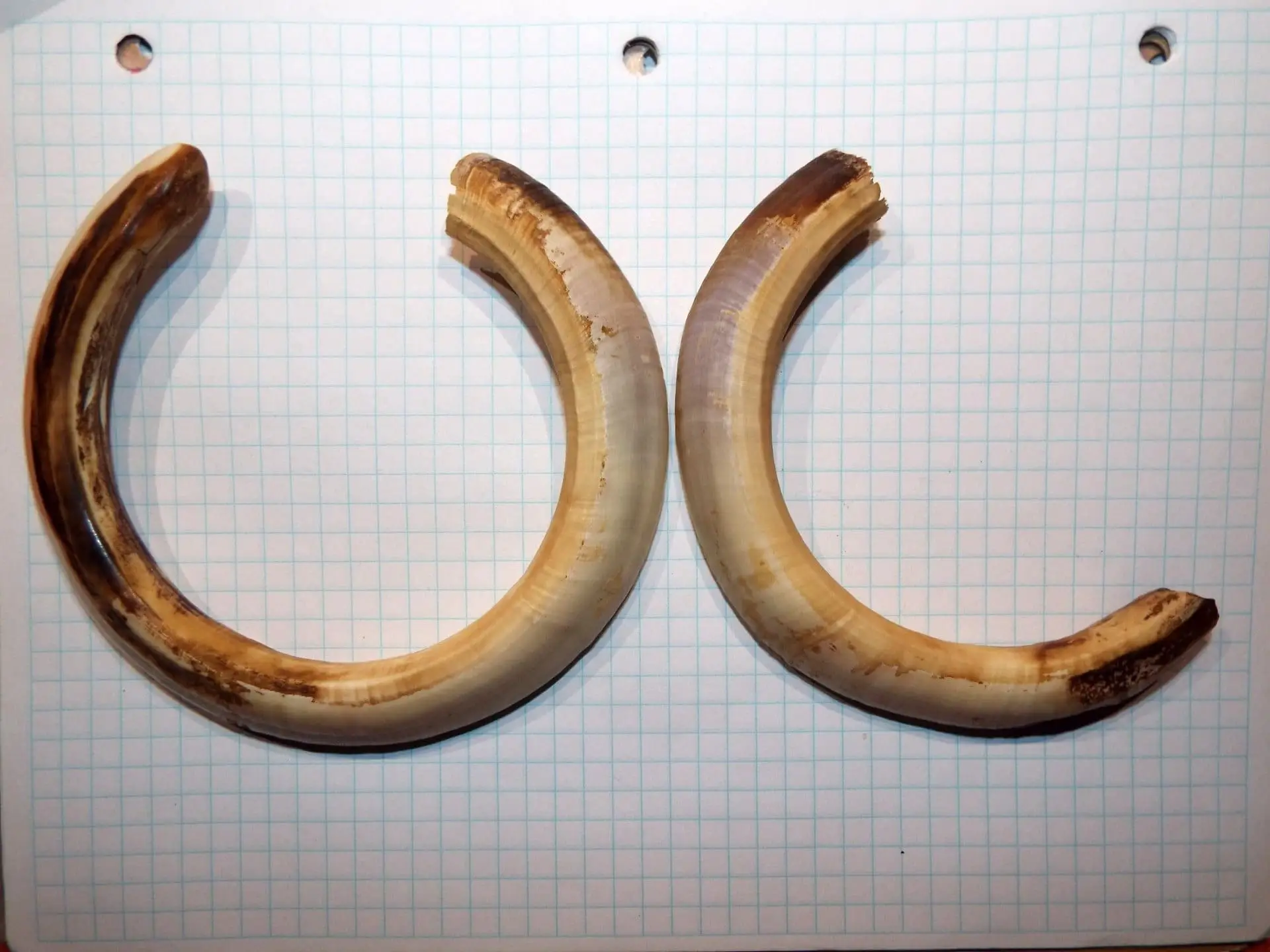 Boar Tusks