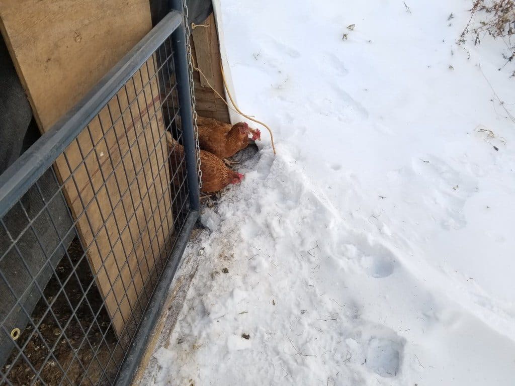 Chickens Eating Snow