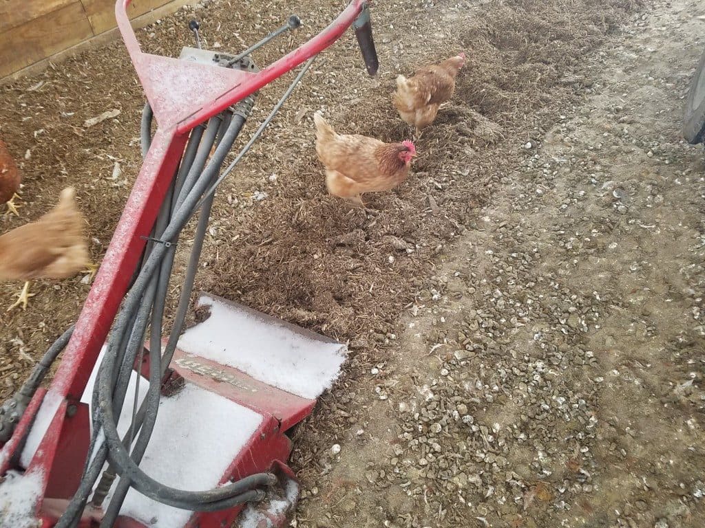 Chickens Inspecting Bedding