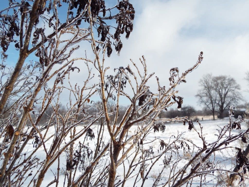 Ice on Bushes