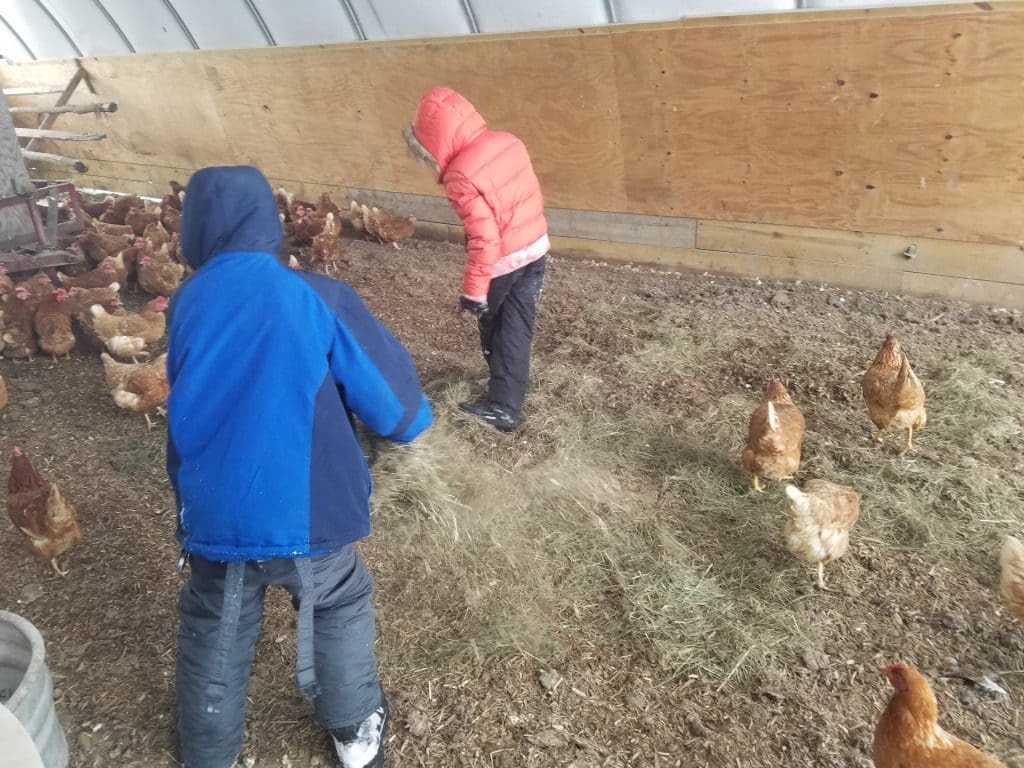 Spreading Hay