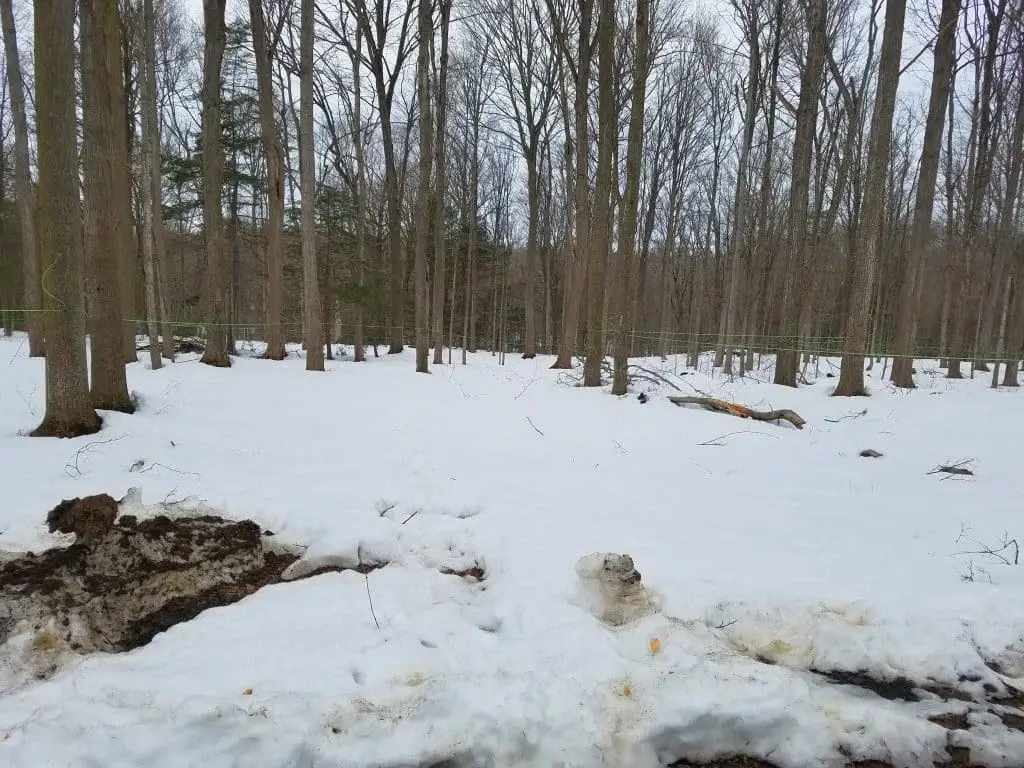 Maple Lines in Woods