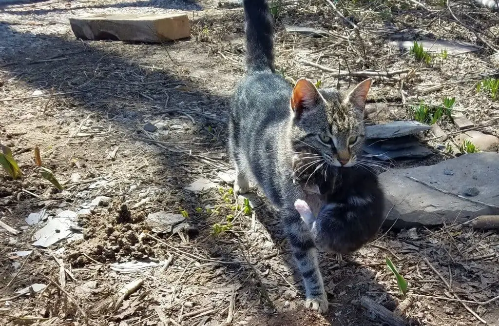 Cat Carrying Kitten