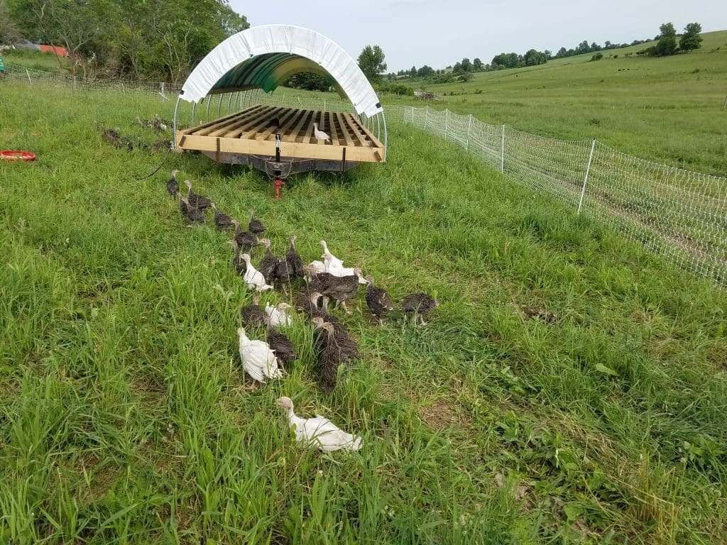 Turkeys on Pasture