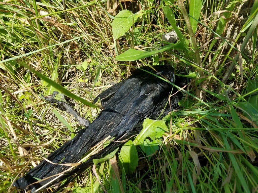 Crow in Grass