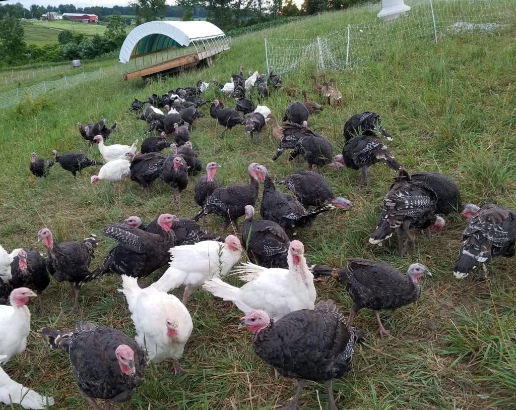 Herding Turkeys