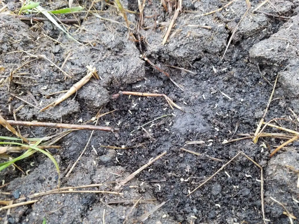 Skipper Larvae