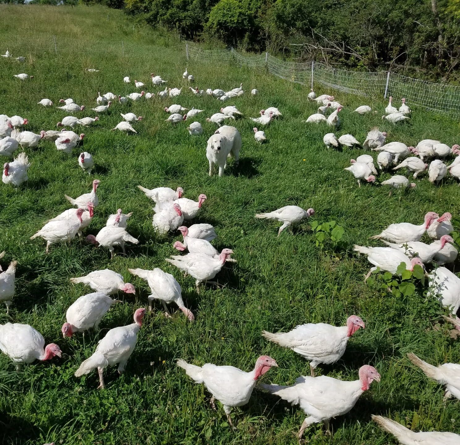 Raising pastured poultry has its challenges, but we find it is always worthwhile for the regenerative benefits to our land. Try some grass fed and pasture raised meat sent right off our farm to your doorstep