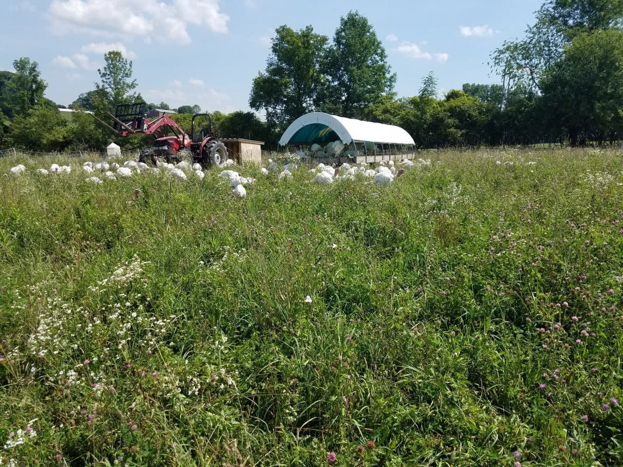 The turkeys have no problem moving through knee high pastures. It does slow us down as we set up the temporary fences, but the birds just crash their way through the grass.