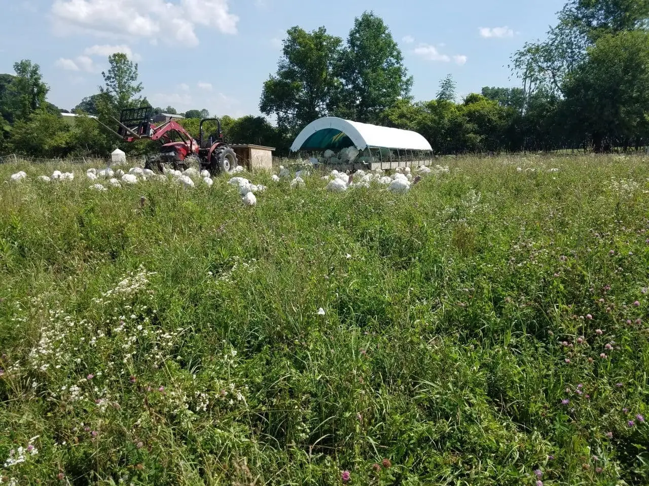 The turkeys have no problem moving through knee high pastures. It does slow us down as we set up the temporary fences, but the birds just crash their way through the grass.