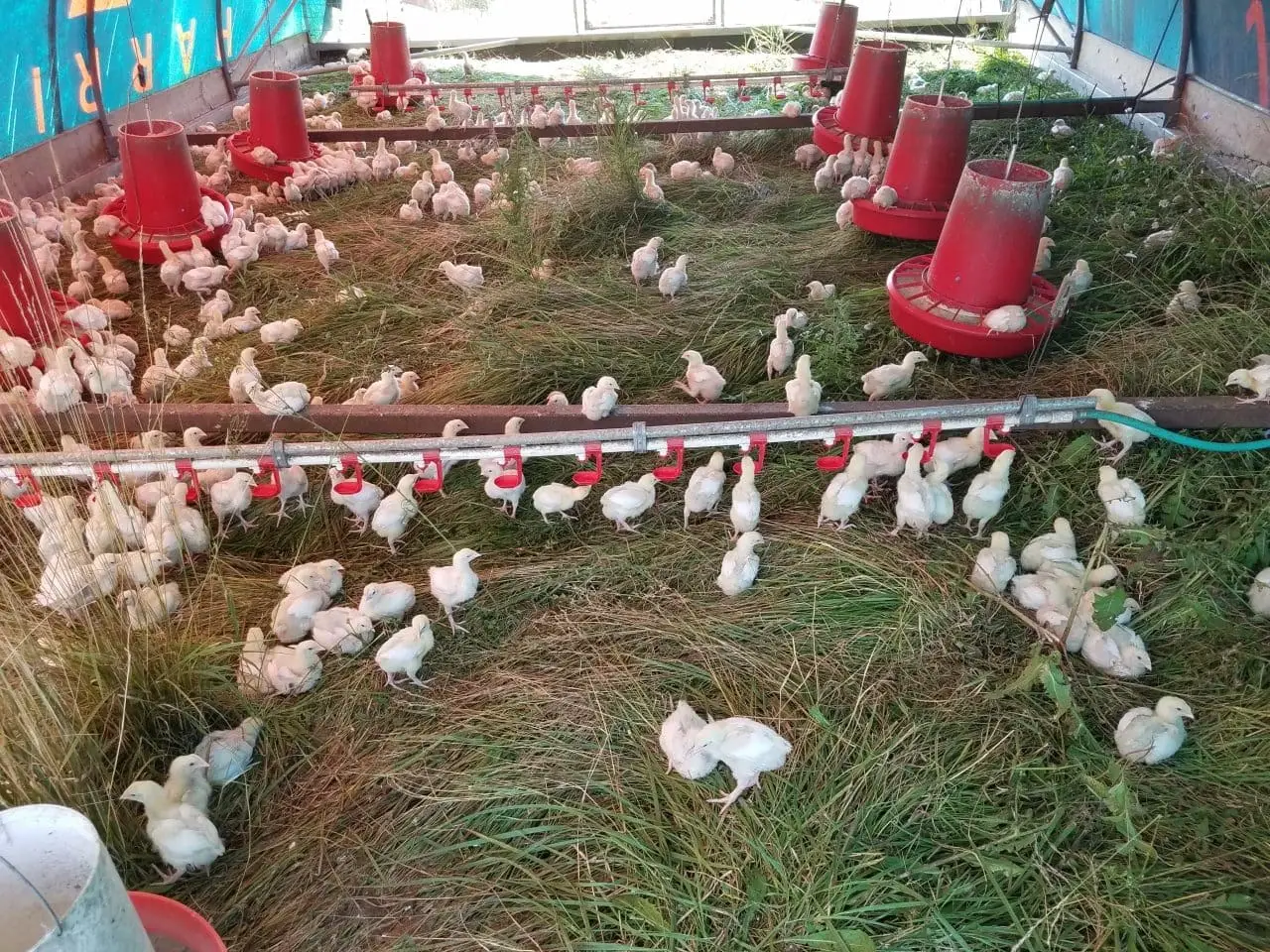 This grass was over three feet tall, but once knocked down it provides a soft, cozy bedding for these young chickens just brought out onto pasture.