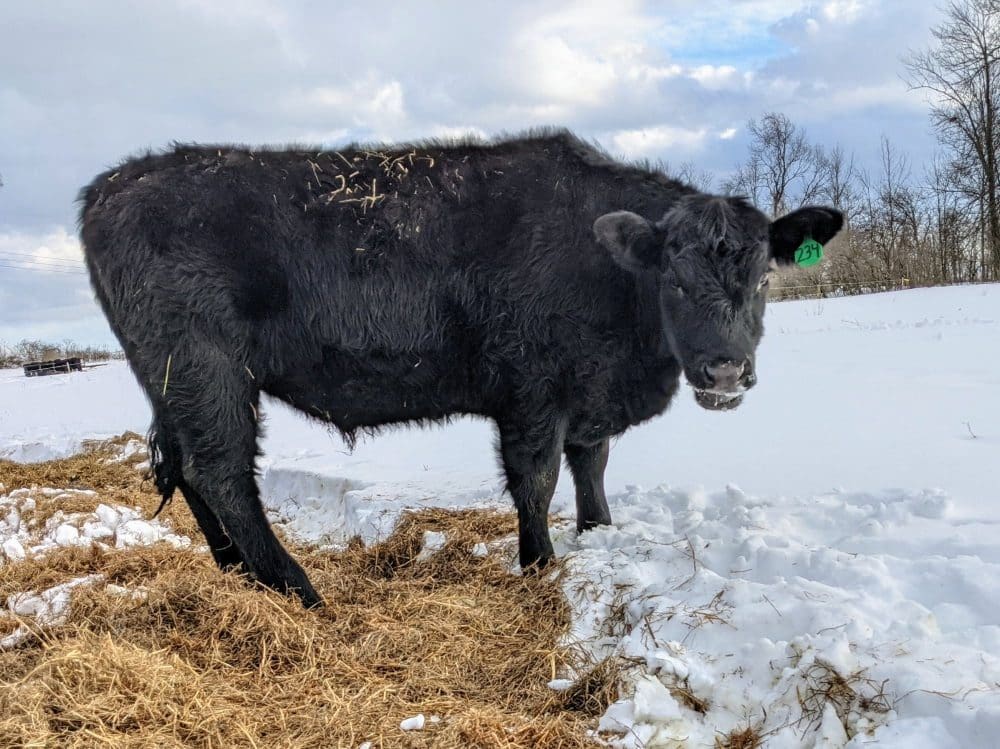 Steer number 234, one of the grass fed Angus beef steers at WDF, chewing a mouthful of snow as he eats grass hay.