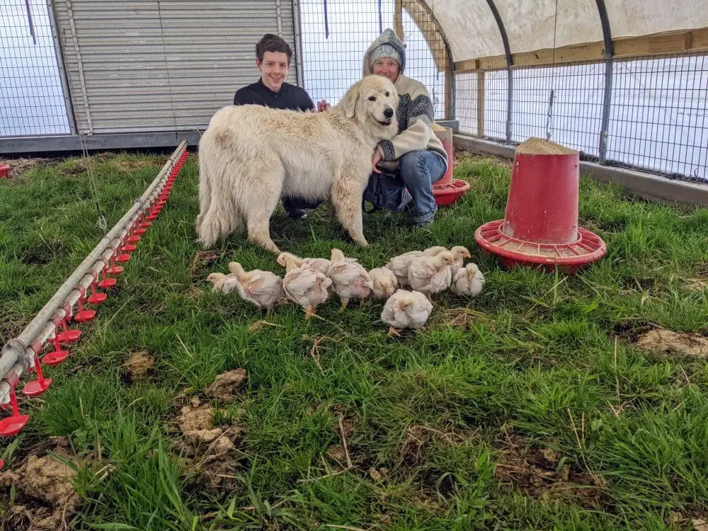 Settling the first group of pasture raised chickens into their field shelter with the livestock guardian dog.