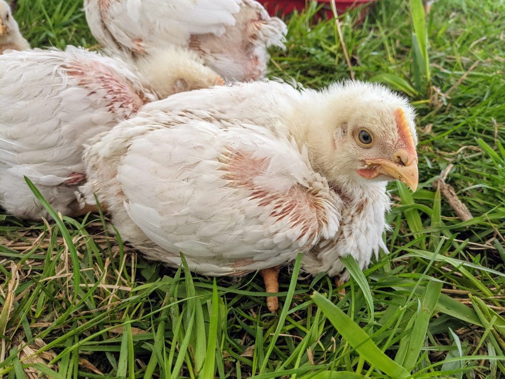 A three week old pasture raised chicken on our grass pastures at Wrong Direction Farm.