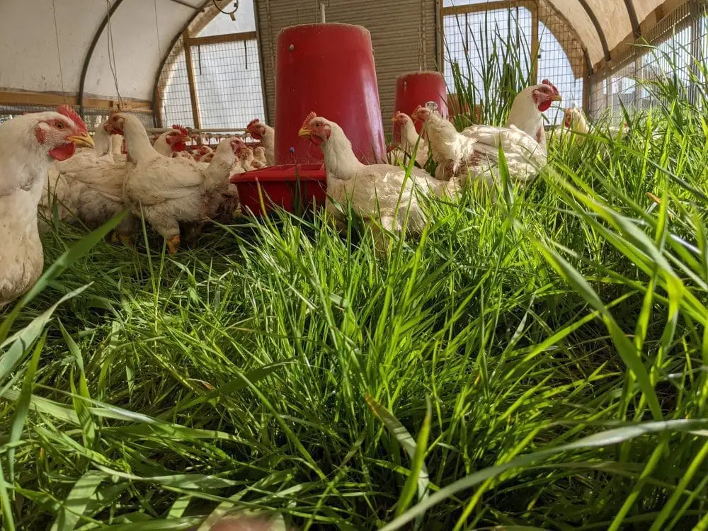 Pasture raised organic chickens grazing on grass at Wrong Direction Farm.