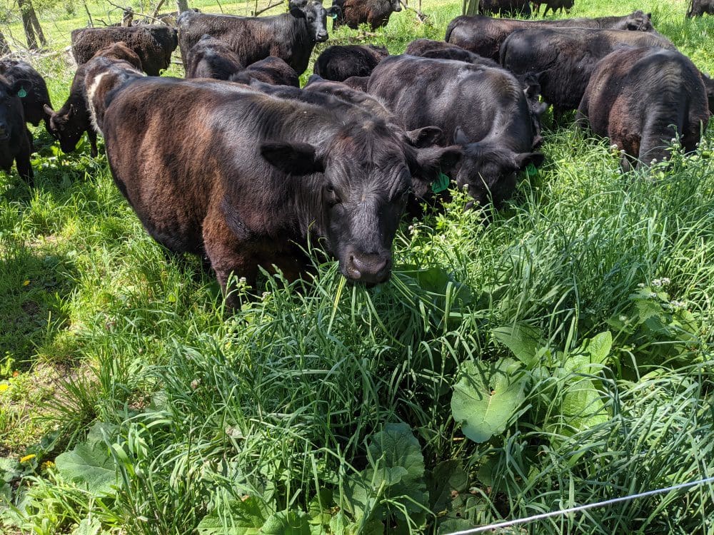 Grass fed beef cattle grazing behind the farmhouse.  This patch of grass is mostly orchard grass.  The cattle especially love eating the wide burdock leaves in the spring.