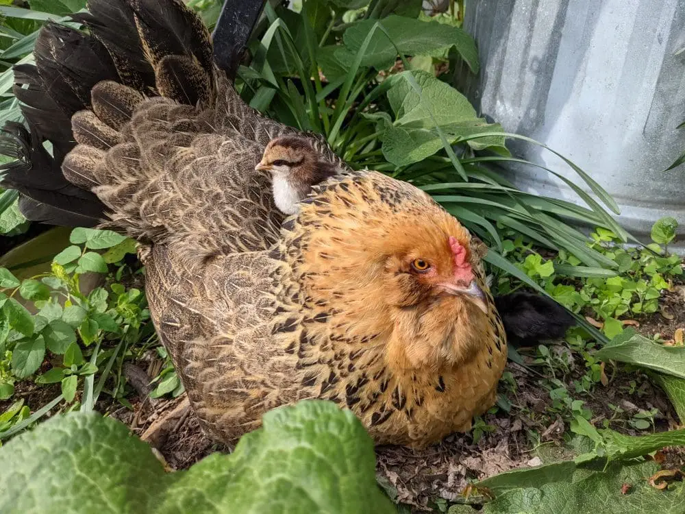 Pasture raised hen with a newly hatched chick.