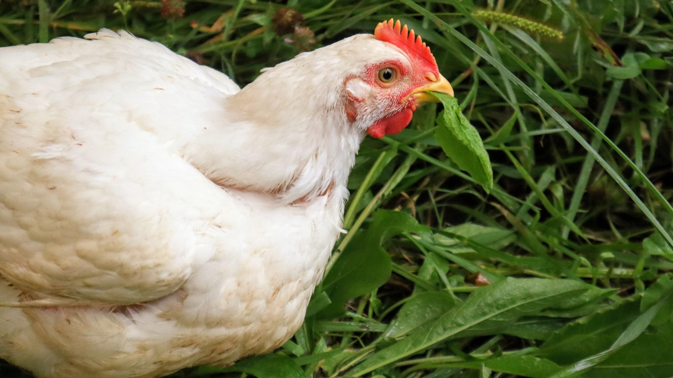 Pasture raised chicken at Wrong Direction Farm eating a leaf on our Certified Organic grass pastures.