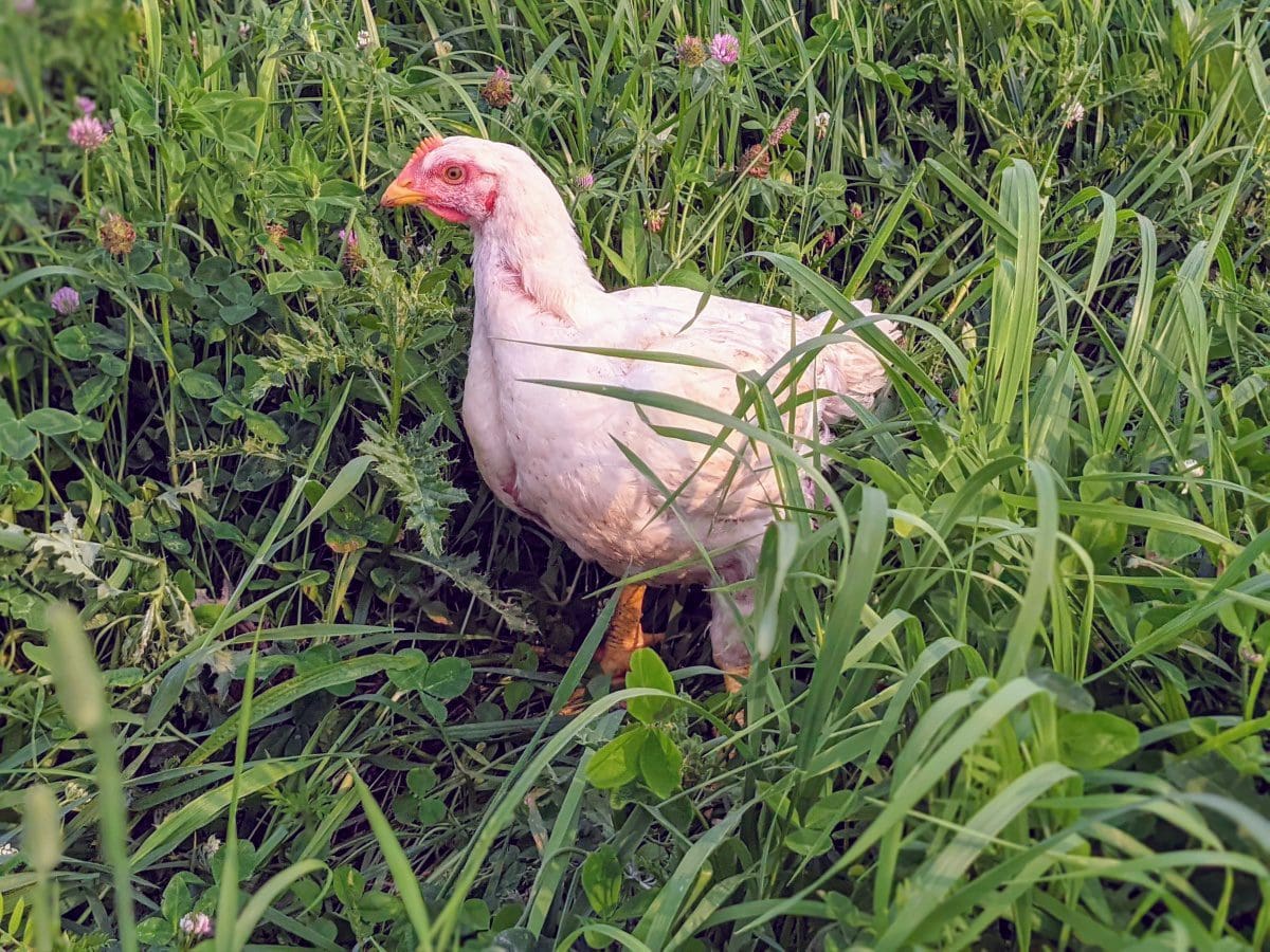 A pasture raised chicken foraging in grass at Wrong Direction Farm.