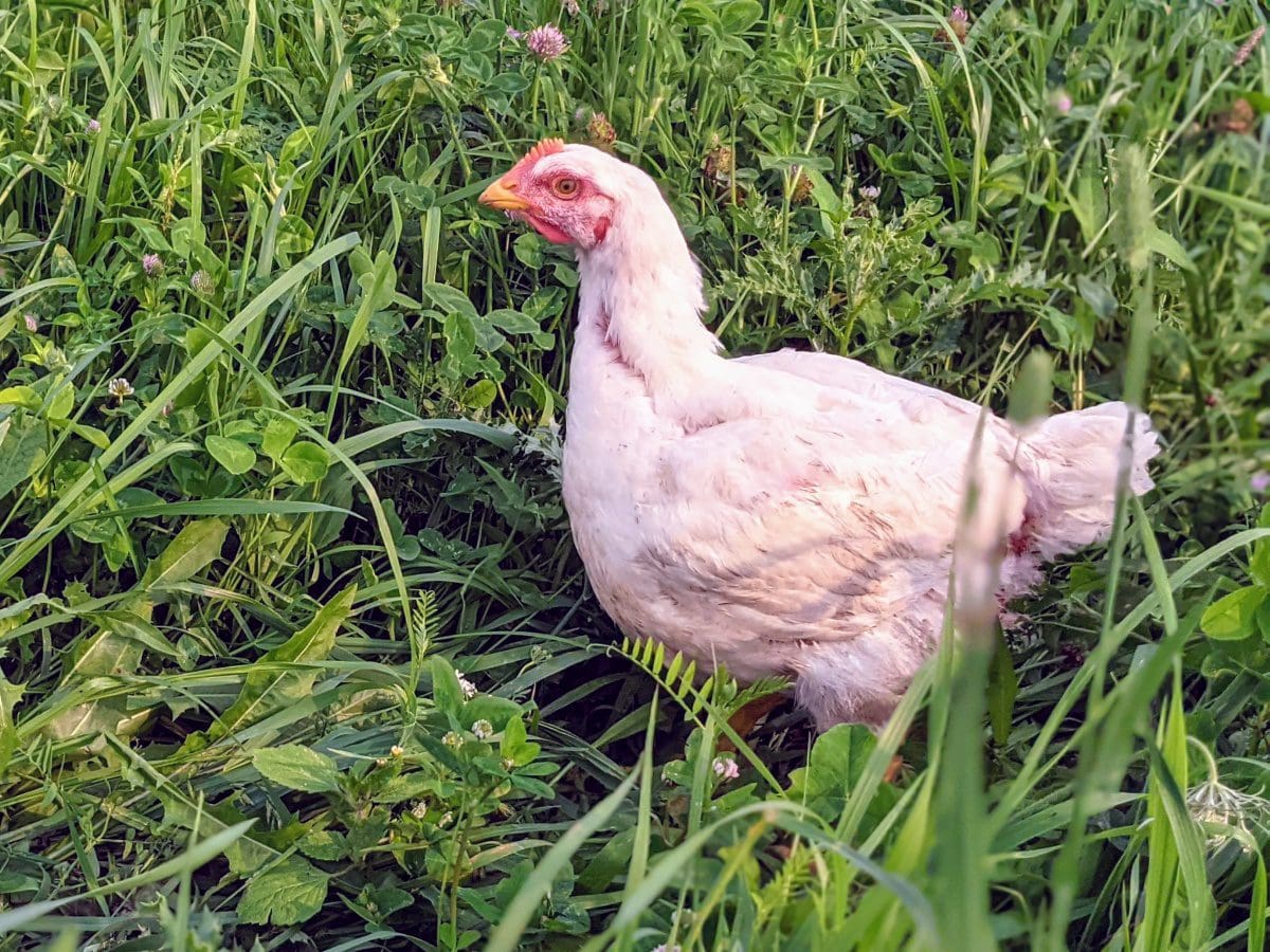 Local Organic Pasture Raised Chicken