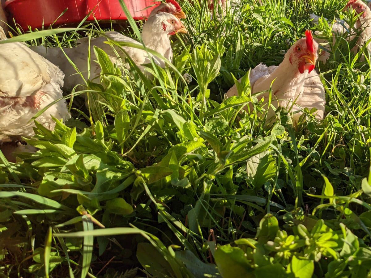 Photo of some of our pasture raised chickens.  Pasture raised chicken near me available with home delivery from Wrong Direction Farm, 100% certified organic.  Serving NY, NJ, CT, RI, MA, VT, NH, ME, PA, and DE.