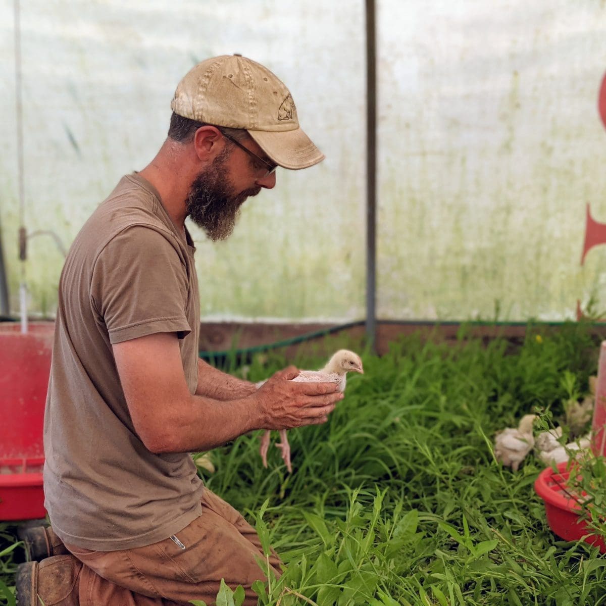 Farmer Dave on grass with certified organic, pasture raised chickens.