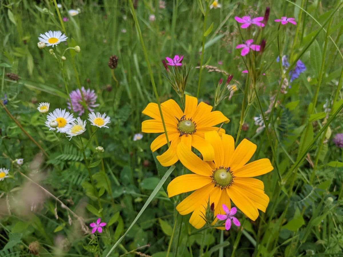 Wildflowers grown on our certified organic, regeneratively managed pastures.  Here's a closeup of the variety of plants growing in this field where we graze our herd of grass fed beef cattle.  Pasture raised goodness!
