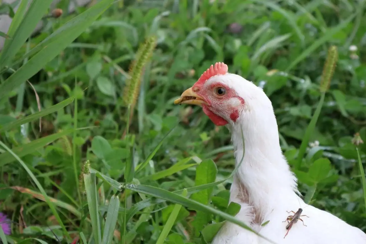 Pasture raised chicken eating a grasshopper.