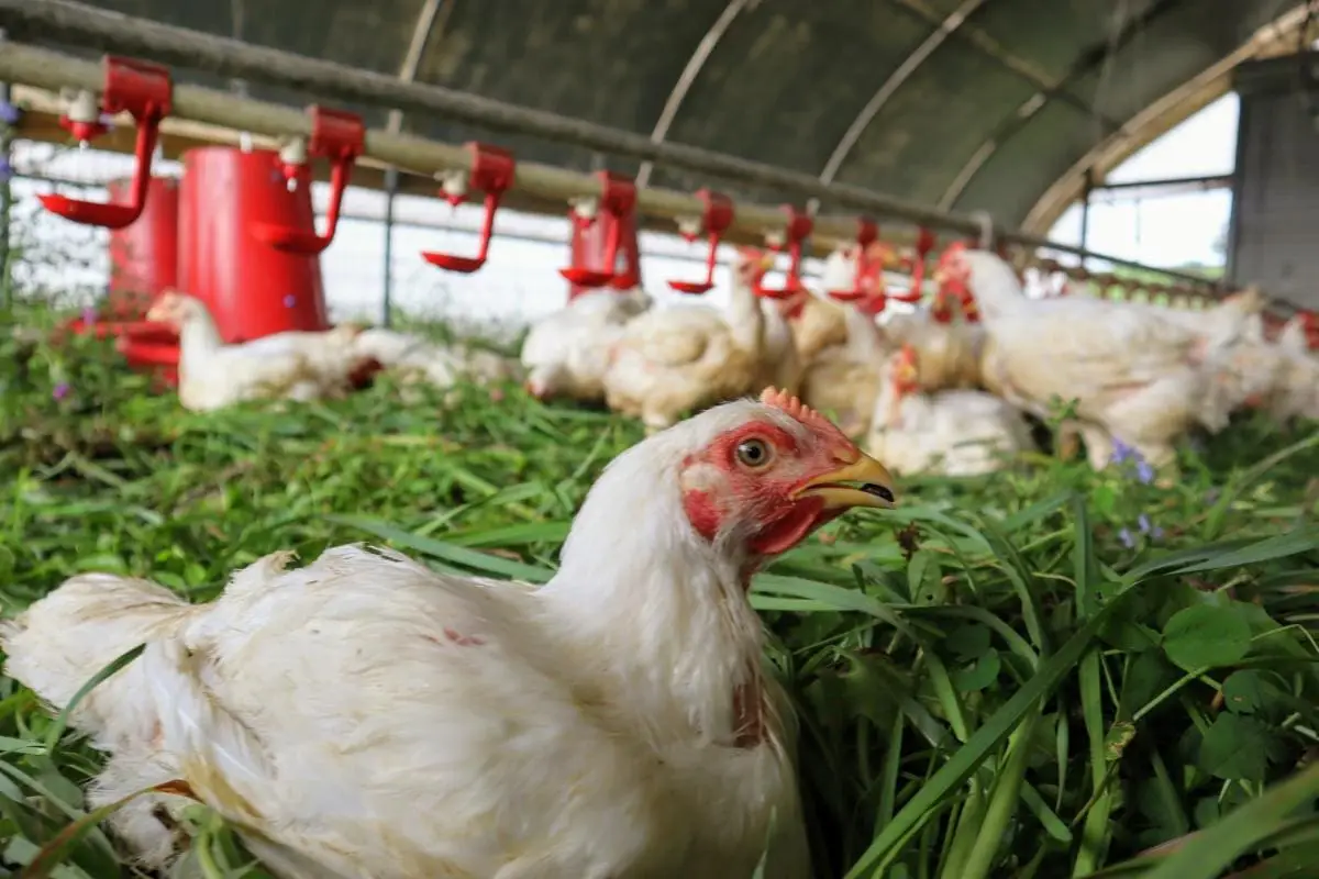 A picture of a chicken in our grass pastures eating a Japanese Beetle.