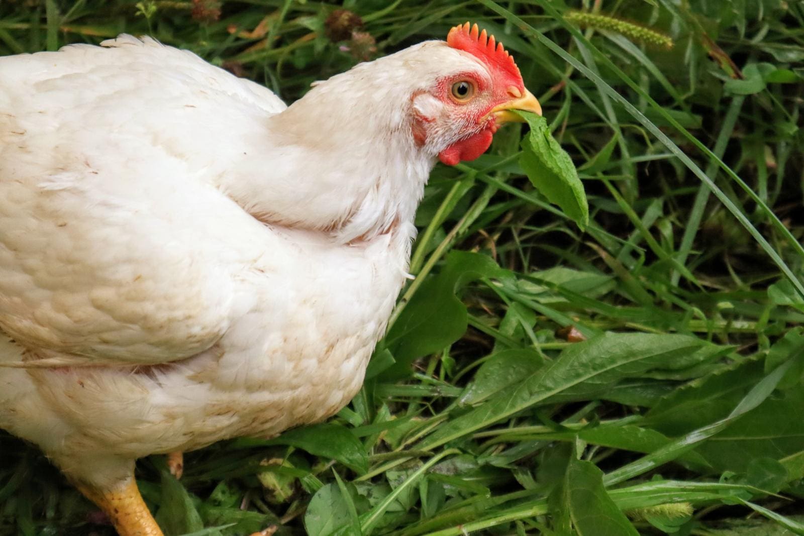 Pasture raised chicken grazing leaves at Wrong Direction Farm.
