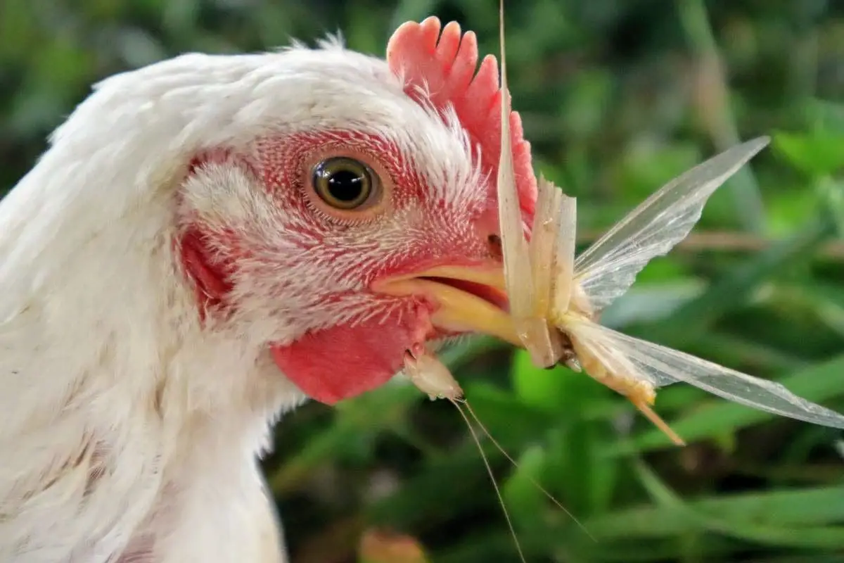 A pasture raised chicken proving that chickens prefer not to be vegetarian fed.