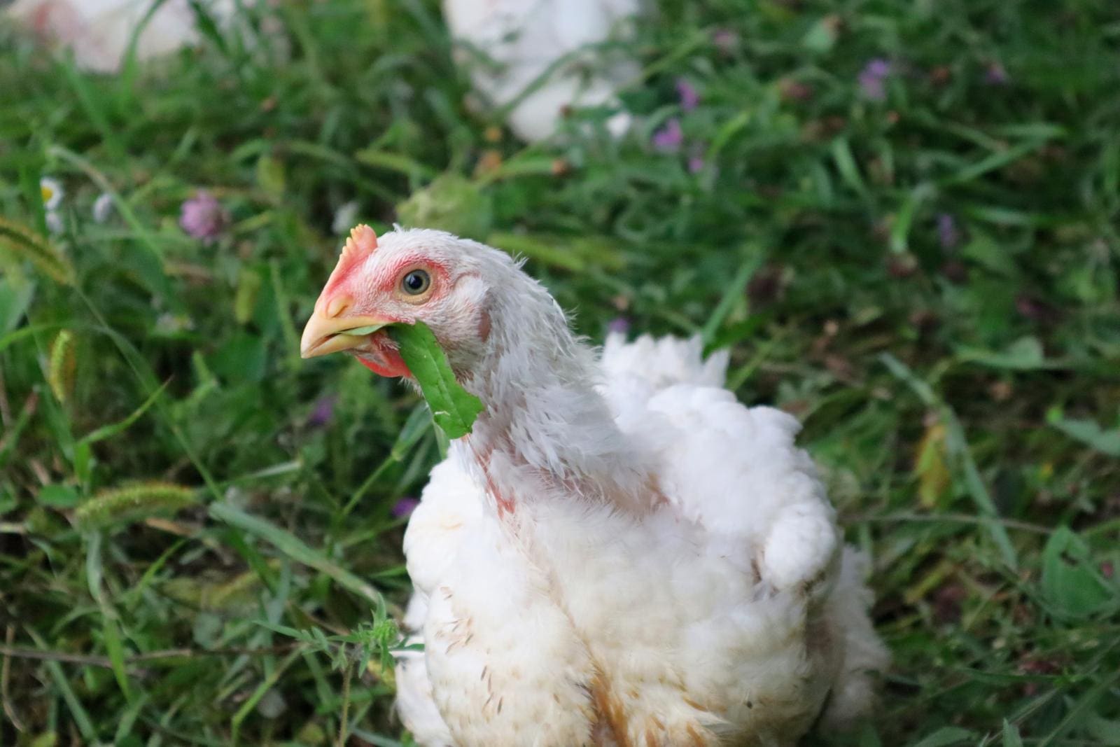 Young chicken eating a plants on our organic pastures at Wrong Direction Farm. An image like this would make you think that grass fed chicken exists. We discuss how we can best raise pastured chicken.