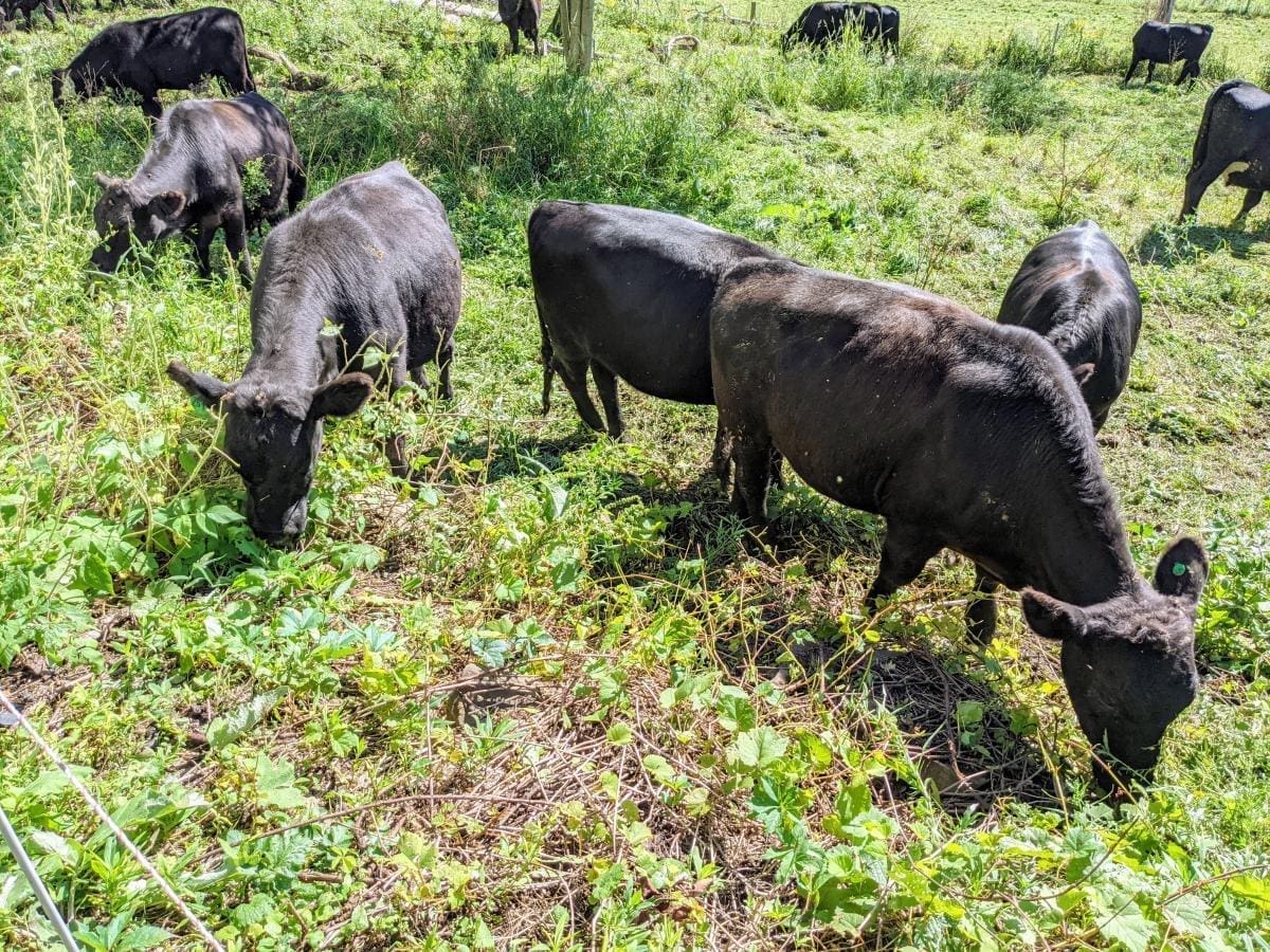 Grass fed cattle demonstrating that grass fed is a "big tent" idea, with all sorts of nutritious forages are available to cattle. Leaf fed beef!