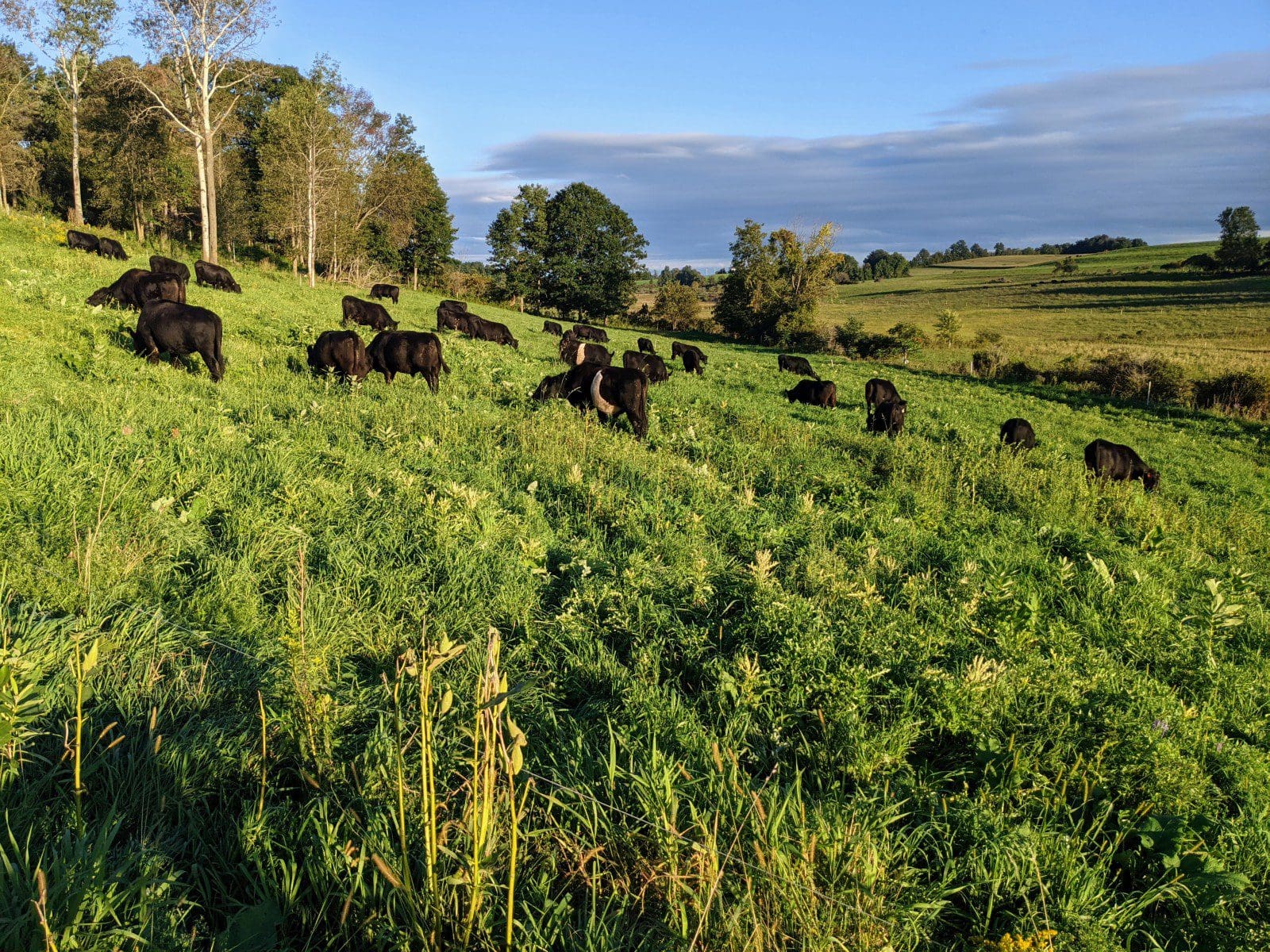 Grass fed cattle at Wrong Direction Farm grazing a lush, hillside pasture on a September afternoon.