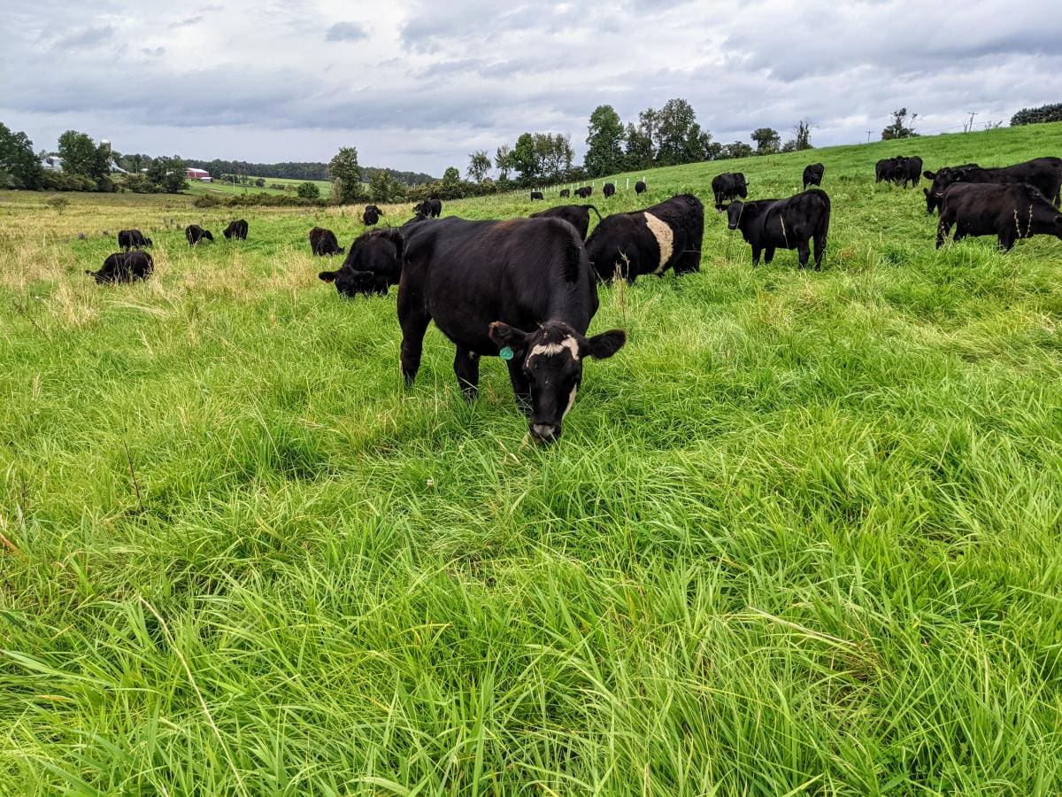Grass fed and grass finished beef cattle, grazing as they always do at Wrong Direction Farm.