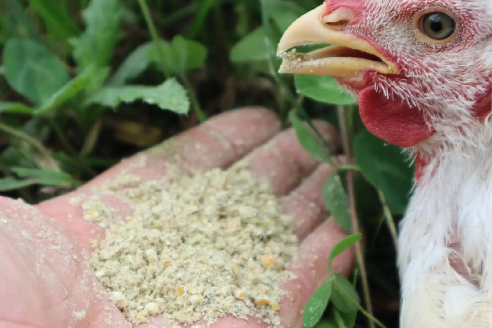 This pasture raised chicken is eating organic grain right out of Dave's hand.