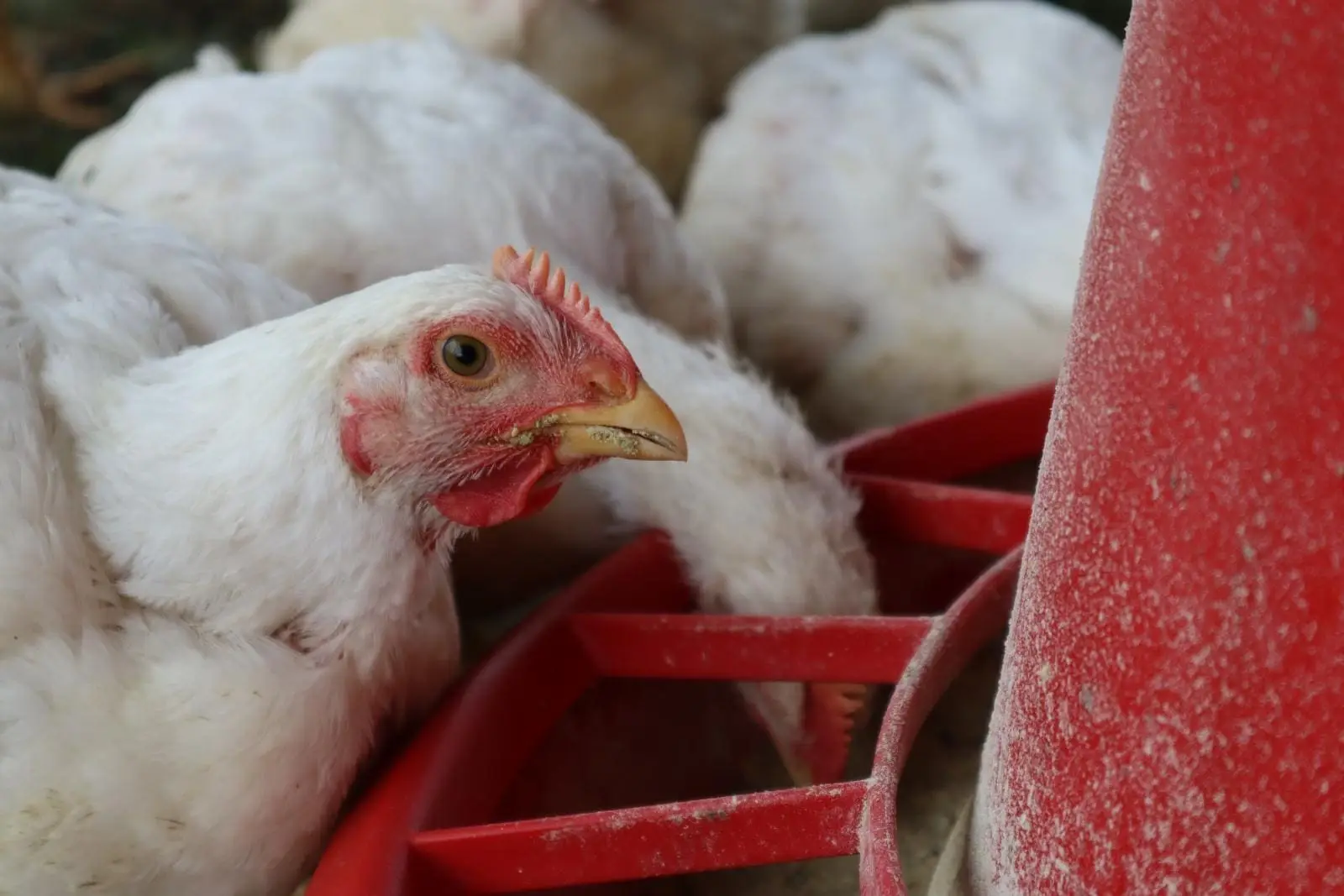 One of the pasture raised broiler chickens eating from a hanging feed tray at Wrong Direction Farm