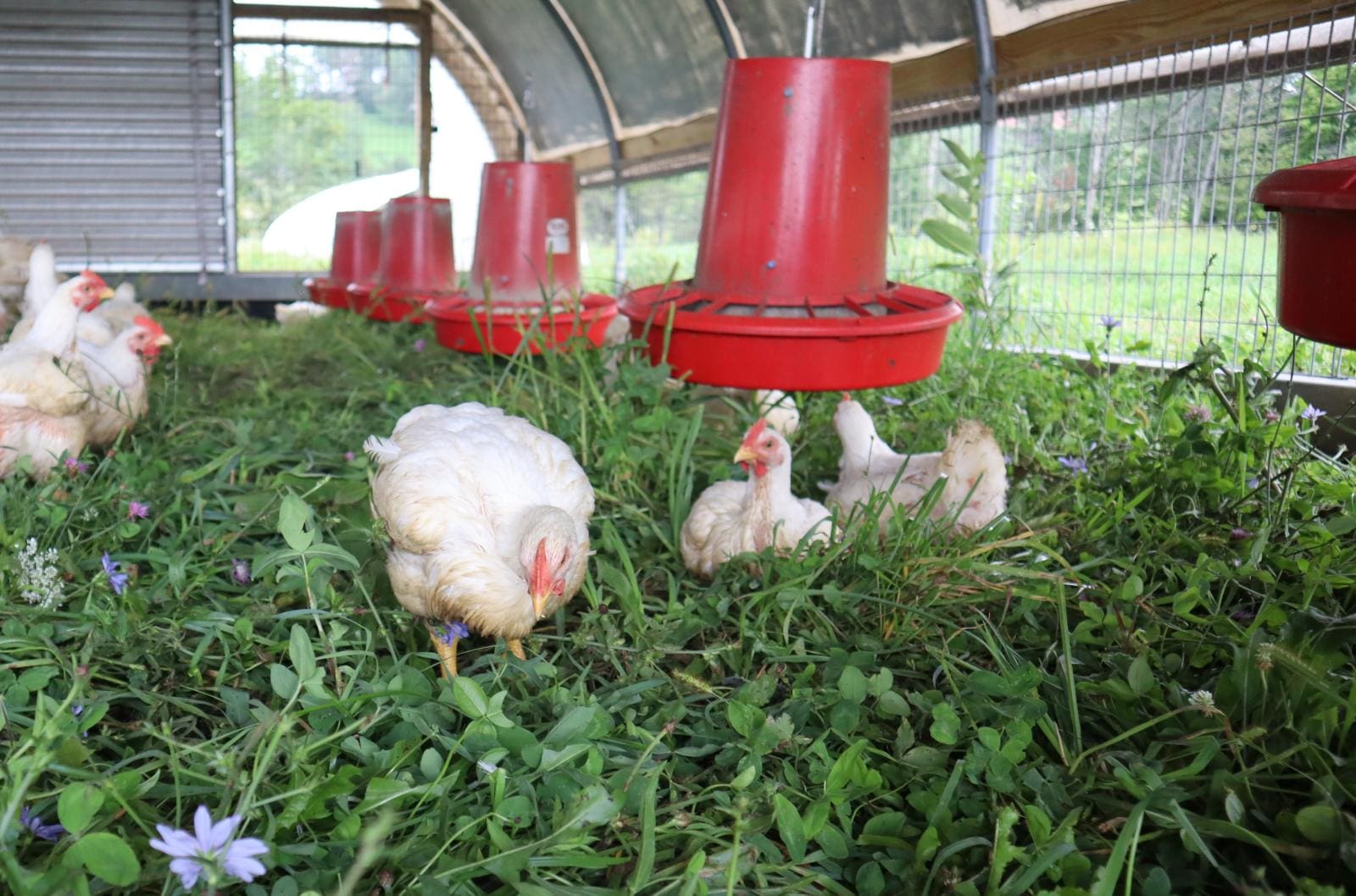 3 Fundamentals For Feeding Pasture Raised Chickens Wrong Direction Farm