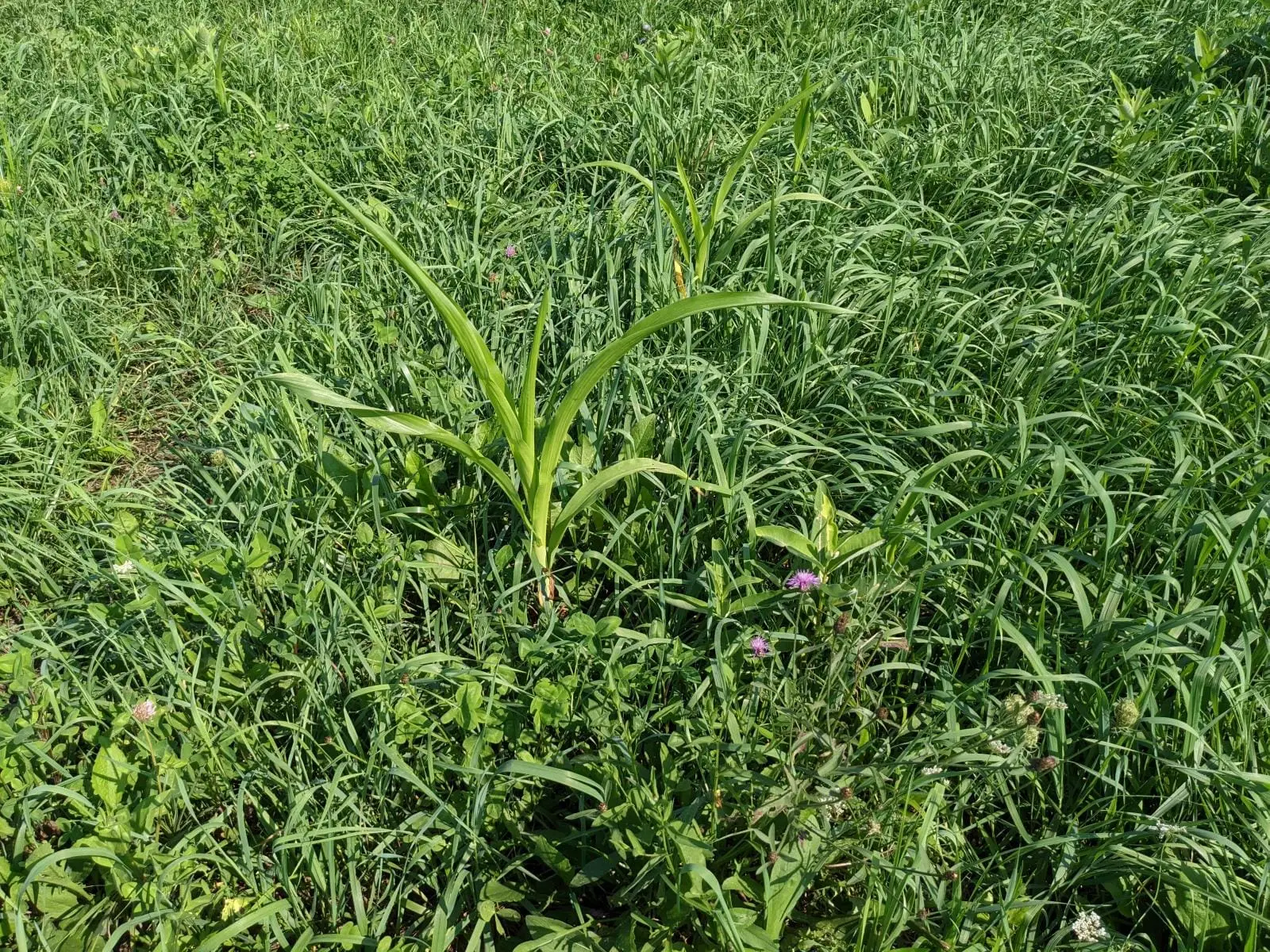 Corn plants growing in the chicken pastures at Wrong Direction Farm