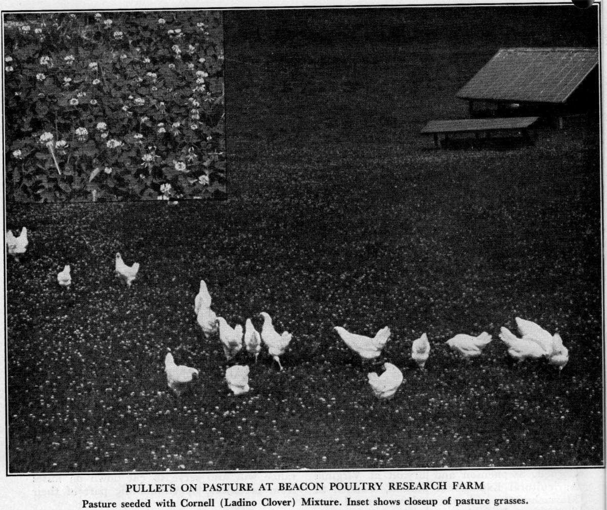 Pasture raised chickens on a clover field in New York. Home delivery of pasture raised chicken in New York City may be a recent adaptation, but Wrong Direction Farm's pasture raised chicken is part of a much older local New York tradition.