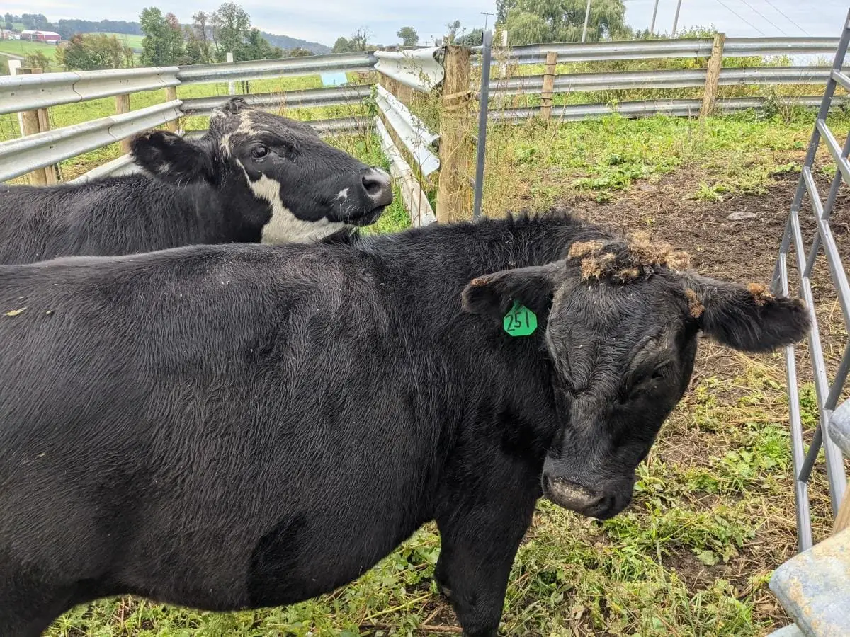 Using grass fed beef cattle to graze the grass and weeds in a corral.