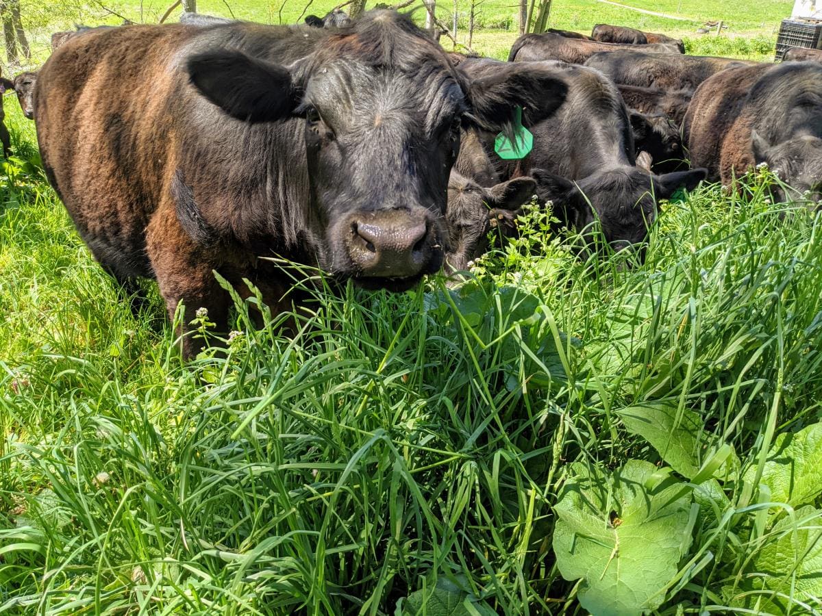 Grass fed beef cattle grazing spring flush grass and burdock in May.